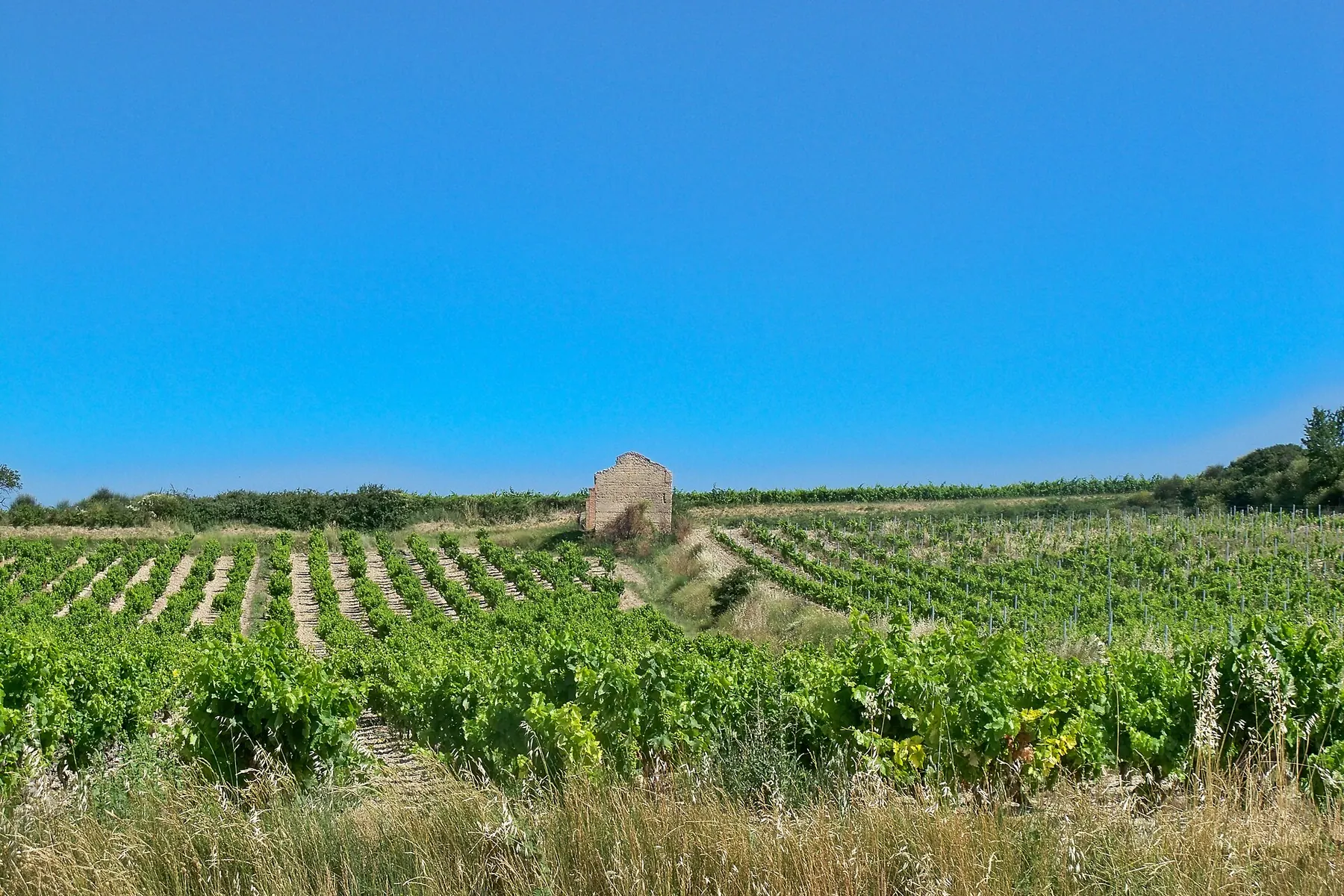 Vignes et vieux cabanon provençal à Puget-sur-Argens, sous le ciel bleu du Var